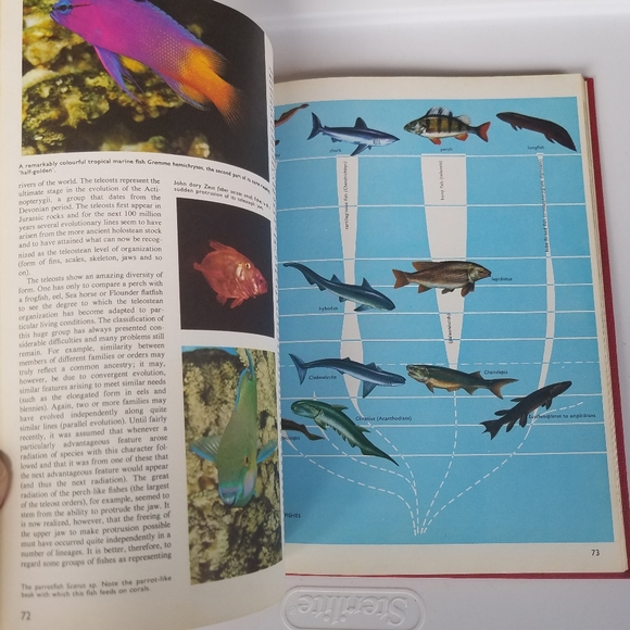 The World of Fish 1975 Peebles Press editor John H - Picture 9 of 16